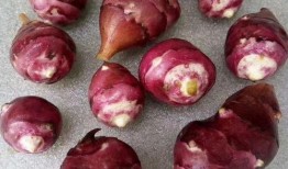 爆料老挝山楂的视频是真的吗,老挝山楂视频爆料是否属实？